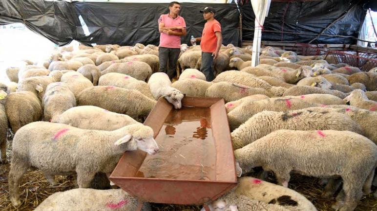 الجديدة: رغم استيراد شحنات كبيرة من المواشي بعض الكسابة يستبعدون تراجع أسعار الأكباش بمناسبة عيد الأضحى
