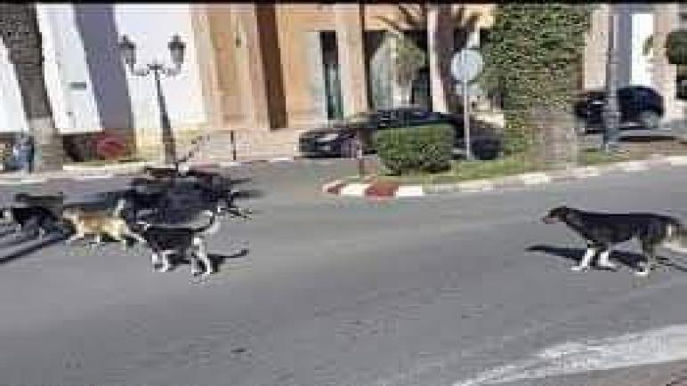 الكلاب الضالة تغزو شوارع مدينة أسفي ونواحيها