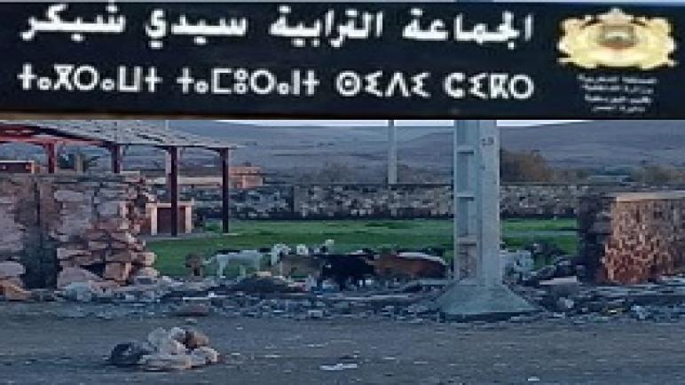 الكلاب الضالة بمركز جماعة سيدي شيكر… خطر متزايد يستوجب تدخلاً عاجلاً قبل فوات الأوان