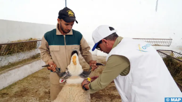 عيد الأضحى: ترقيم ما يناهز 950 ألف رأس من الماشية المخصصة للذبح بجهة مراكش آسفي