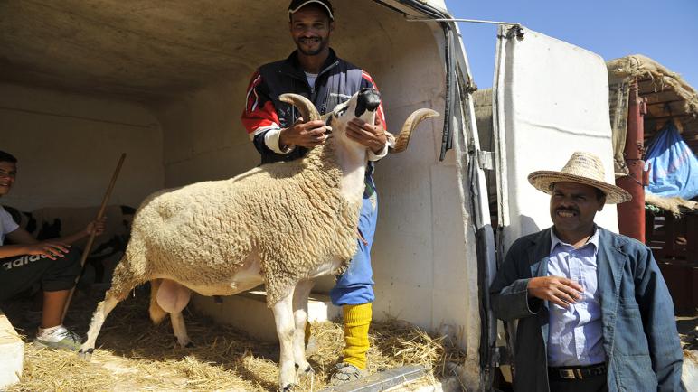 ارتفاع غير مسبوق هذه السنة في ثمن أضحية العيد