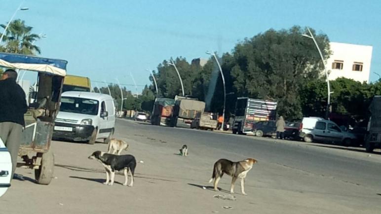 معضلة الكلاب الضالة تغزو شوارع وأزقة جماعة ثلاثاء بوكدرة