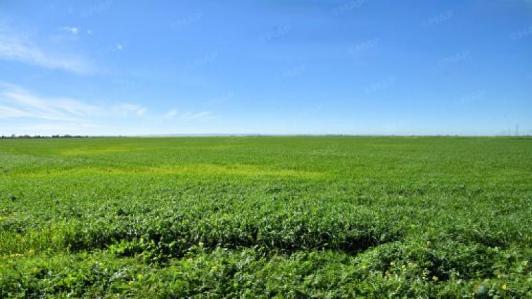 إقليم آسفي: التساقطات الأخيرة تنعش الآمال بموسم فلاحي واعد