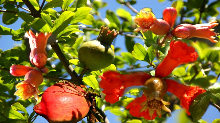 شجرة الرمان.. من البذرة إلى جني الفاكهة