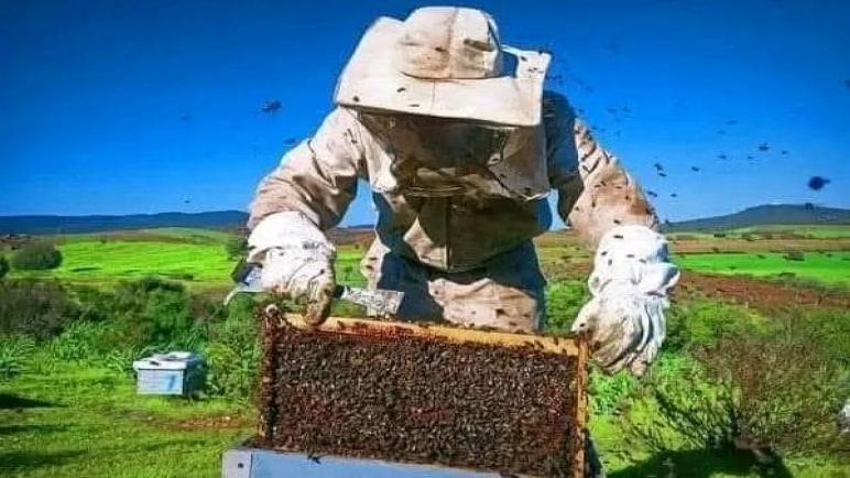 الحسيمة.. موسم تقسيم الخلايا ينعش تربية النحل في مرتفعات جبال الريف