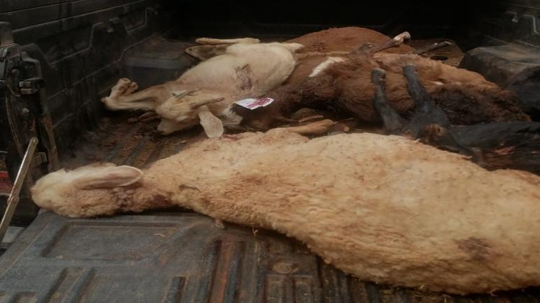 هجوم كلاب ضالة يتسبب في خسائر فادحة لقطيع غنم بدوار ولاد سي علي موسى – جماعة اجنان أبيه، إقليم اليوسفية