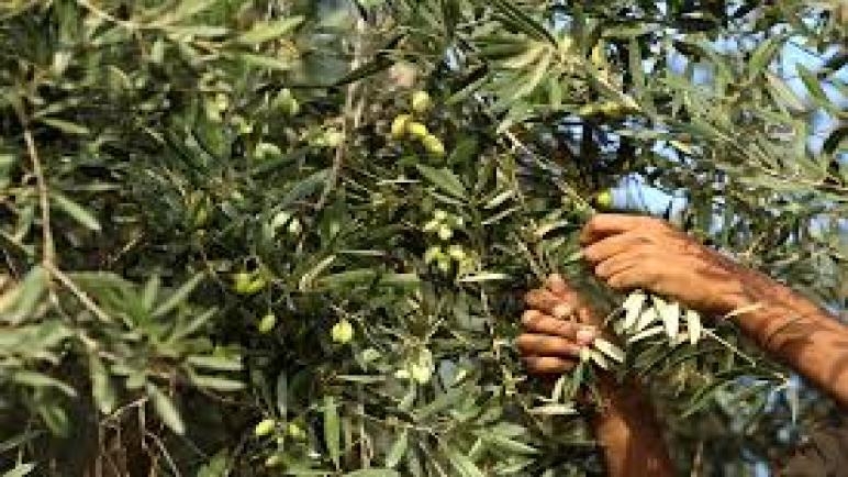 جهة مراكش آسفي … توقع انتاج قياسي للزيتون بحوالي 487 ألف طن خلال هذه السنة